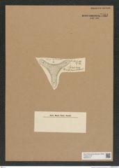 Diatomeae indet. Zeichnungen Sammlung Grunow Nr. 7564 (NHMW-BOT-W0376712)